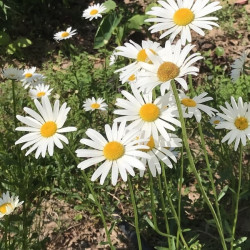 Leucanthemum x superbum 'Alaska'