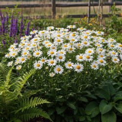 Leucanthemum x superbum 'Alaska'