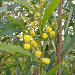 Acacia retinoides - Mimosa des 4 saisons