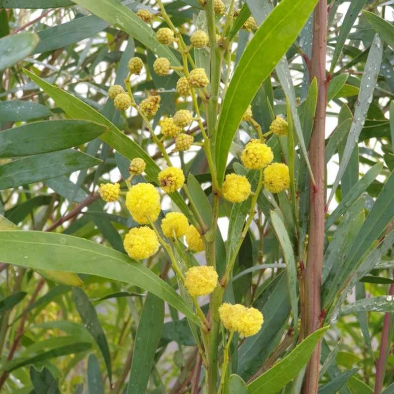 Acacia retinoides - Mimosa des 4 saisons