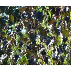 Betula pendula 'Purpurea' - Bouleau pourpre