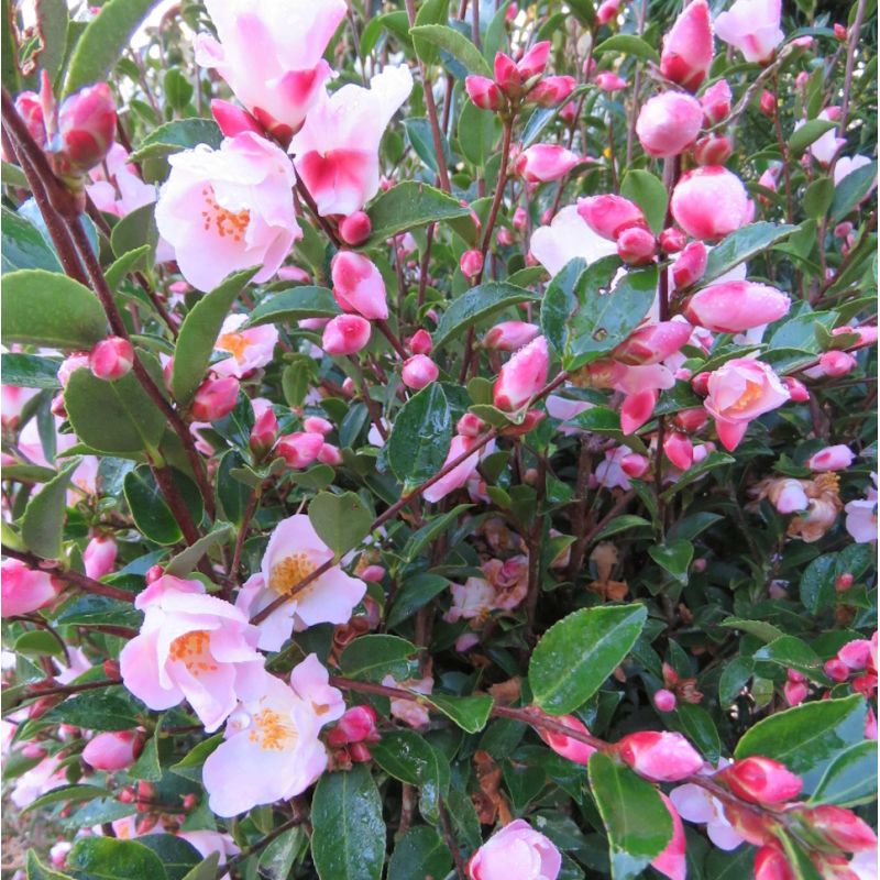Camellia lutchuensis Fairy blush - Camélia champêtre