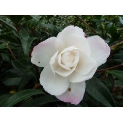 Camellia sasanqua 'Sayaka'