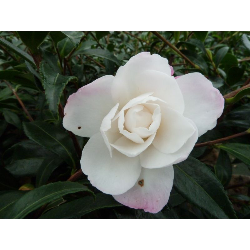 Camellia sasanqua 'Sayaka'