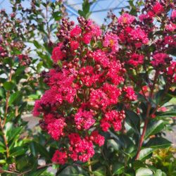 Lagerstroemia indica 'Double Feature' ® - Lilas des Indes
