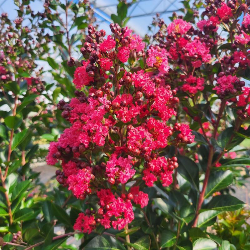 Lagerstroemia indica 'Double Feature' ® - Lilas des Indes