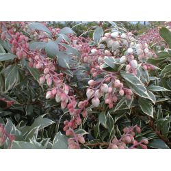 Pieris japonica 'Little Heath Variegata'