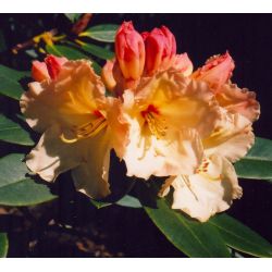 Rhododendron 'Horizon Monarch'