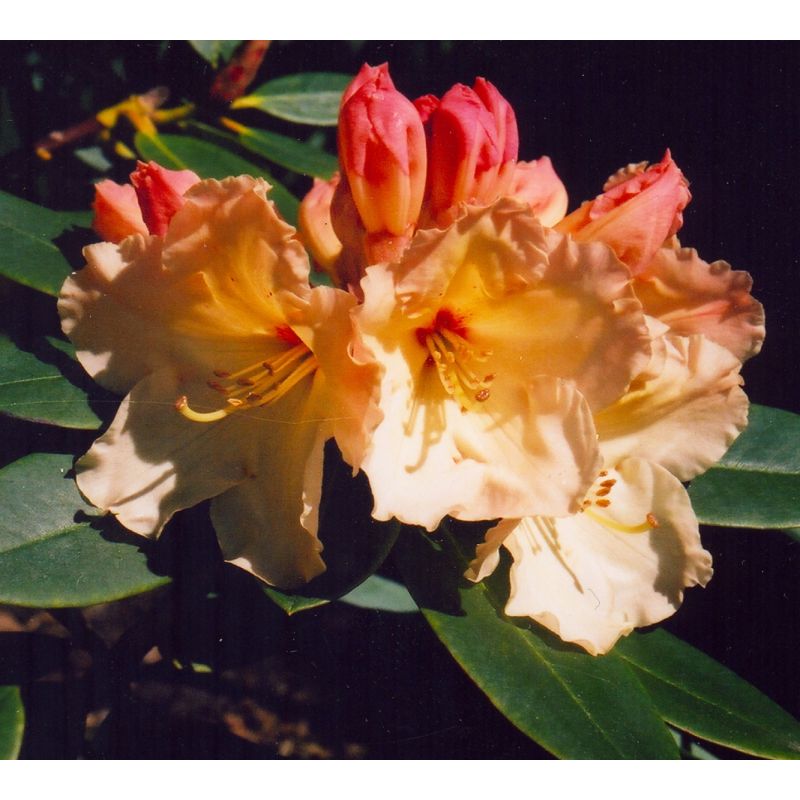 Rhododendron 'Horizon Monarch'