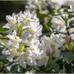 Rhododendron 'Madame Masson'
