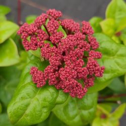 Viburnum tinus 'Rock'n Rolla' ®