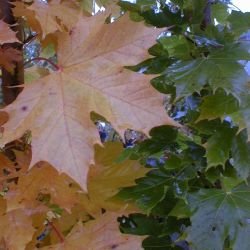 Acer platanoides Columnare
