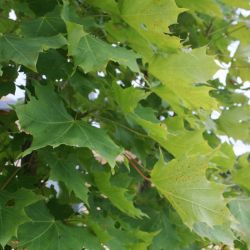 Acer platanoides Columnare