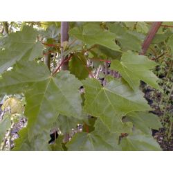 Acer platanoides Fairview ®
