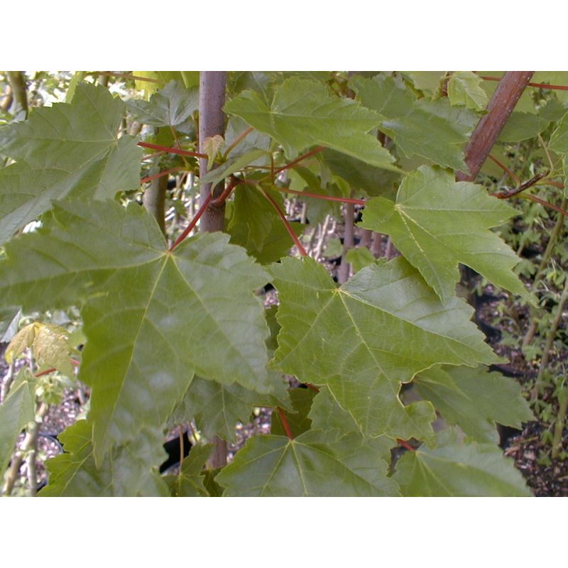 Acer platanoides Fairview ®