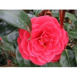 Camellia japonica Coquetti