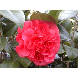 Camellia japonica Kramer's Supreme
