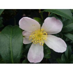 Camellia Sasanqua Maiden's Blush