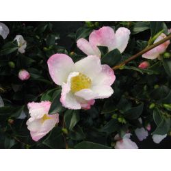 Camellia sasanqua Versicolor
