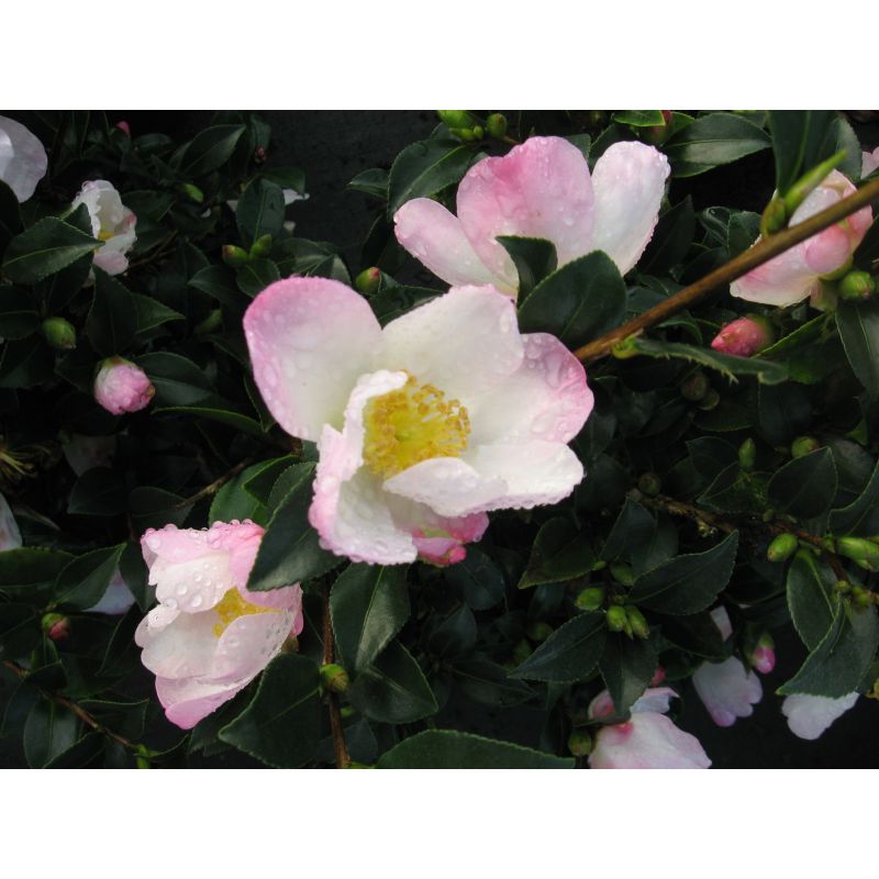 Camellia sasanqua Versicolor