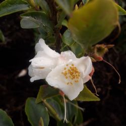 Camellia transnokoensis - Camélia botanique