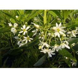 Drimys winteri