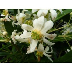 Drimys winteri