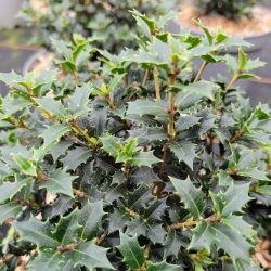 Osmanthus heterophyllus Perfume party ® - Osmanthe