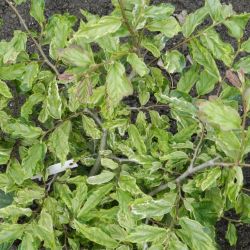 Parrotia persica 'Persian Lace' ® - Arbre de fer