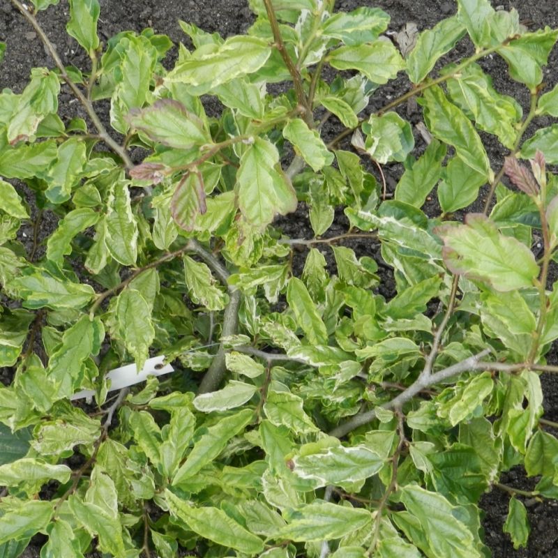 Parrotia persica 'Persian Lace' ® - Arbre de fer