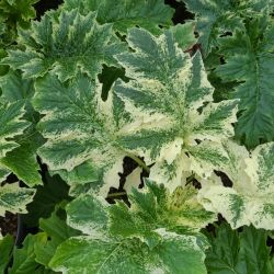 Acanthus 'Snow Storm'