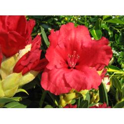 Rhododendron ' Red Jack'