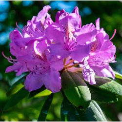 Rhododendron catawbiense ' Grandiflorum'