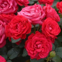 Rosa 'Dominica' ®
