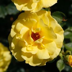Rosa 'Friesia' ®
