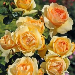 Rosa 'Mythique' ®
