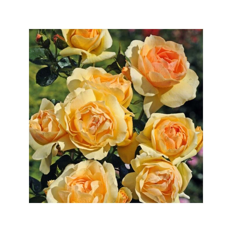 Rosa 'Mythique' ®