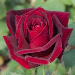Rosa 'Papa Meilland' ®