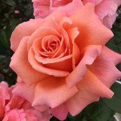 Rosa 'Parfum de Loire' ®
