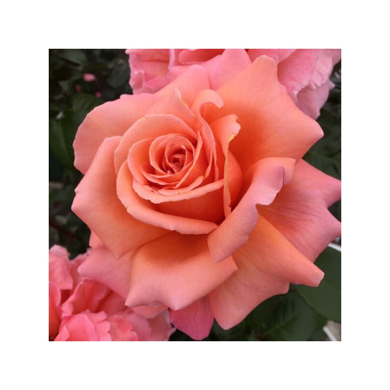 Rosa 'Parfum de Loire' ®
