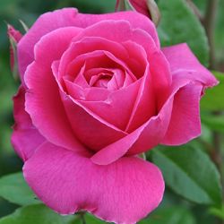 Rosa 'Remember' ®