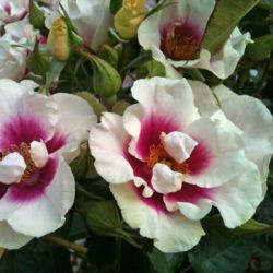 Rosa 'See you in purple' ®