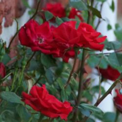 Rosa (pleureur) 'Guirlande fleurie' ®