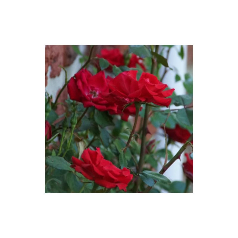 Rosa (pleureur) 'Guirlande fleurie' ®