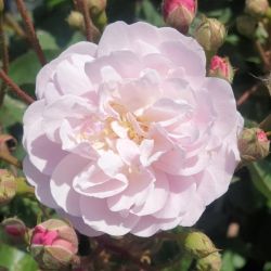 Rosa (pleureur) 'Rose delacroix' ®