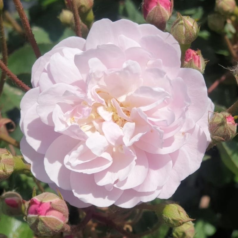 Rosa (pleureur) 'Rose delacroix' ®