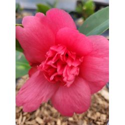 Camellia Huajin tuosi