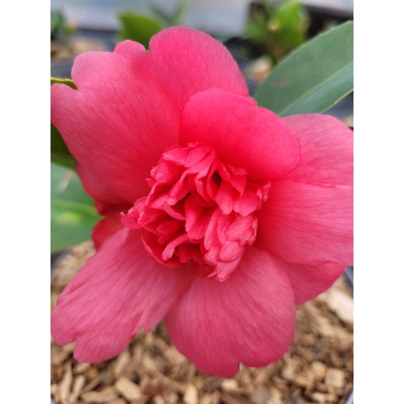 Camellia Huajin tuosi