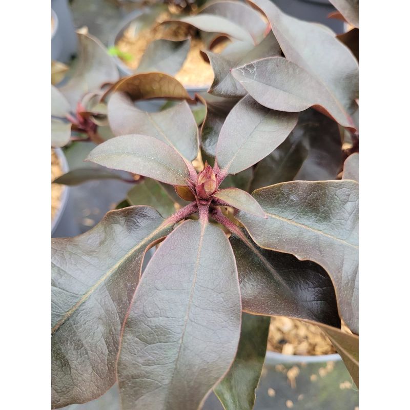 Rhododendron ' Choco & Pink' ®