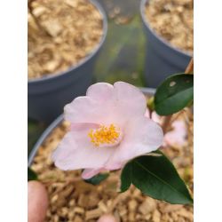 Camellia Festival of lights